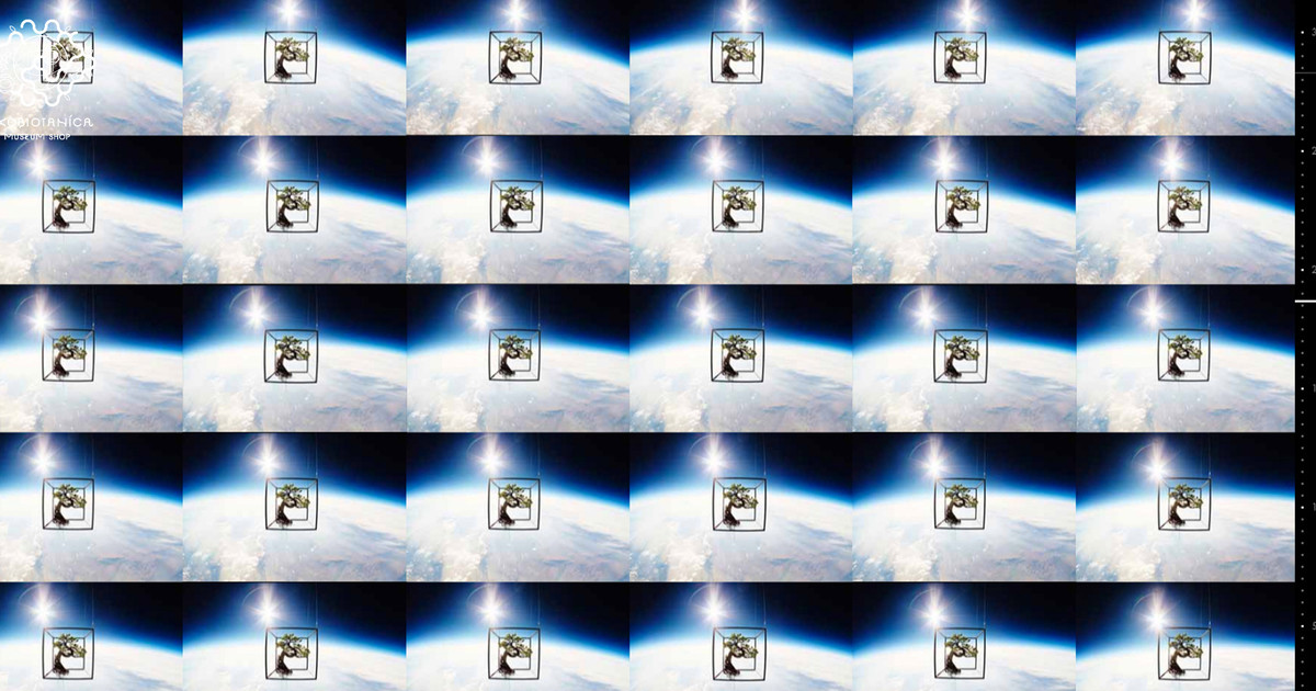 EXOBIOTANICA | WORK - Bascule Inc.