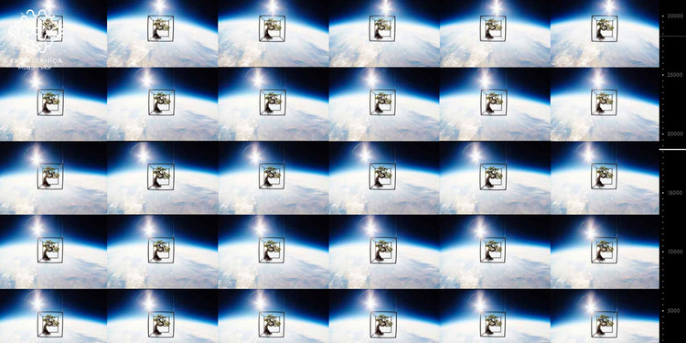 抽象的なパステル画 植物と球体宙花 抽象的なパステル画 植物と球体宙花 抽象的なパステル画 植物